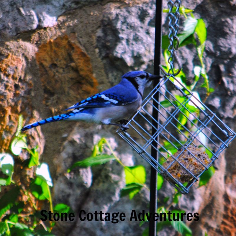Garden Guest:  Blue Jay – photo 1