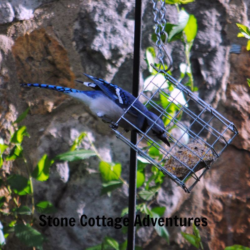 Garden Guest:  Blue Jay – photo 2