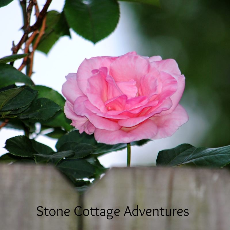 Sometimes You Have to Ask for Help! – photo 4