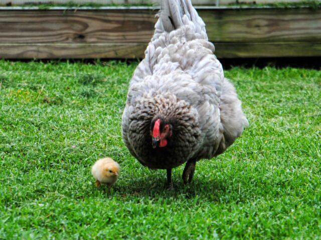 Wordless Wednesday: Hyacinth and Baby Daffodil