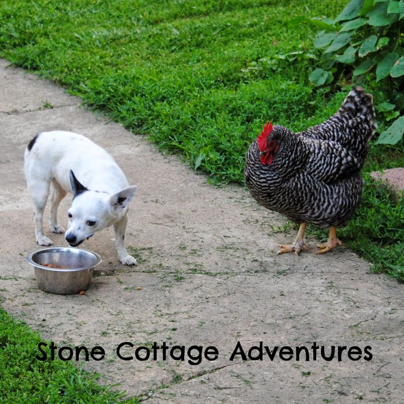 Almost Wordless Wednesday:  Breakfast – photo 3