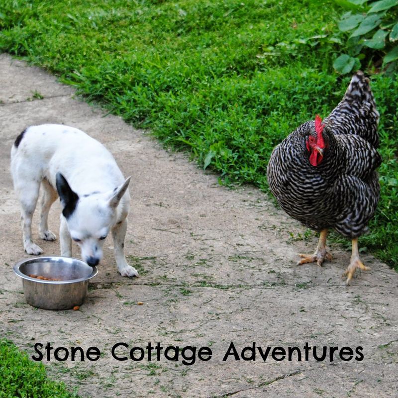 Almost Wordless Wednesday:  Breakfast – photo 4