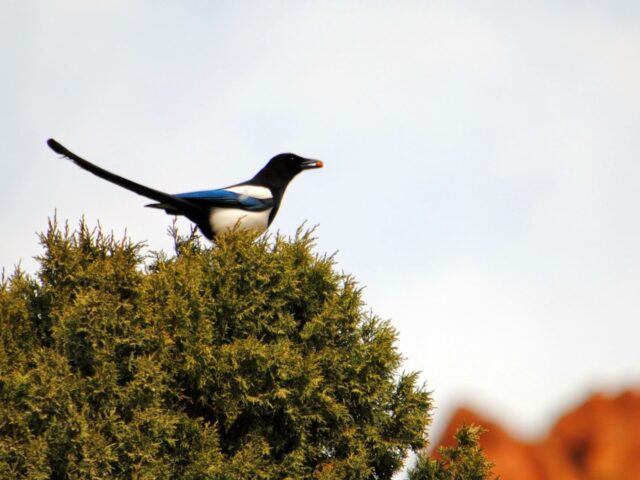 Garden Guest: American Magpie or Black Billed Magpie
