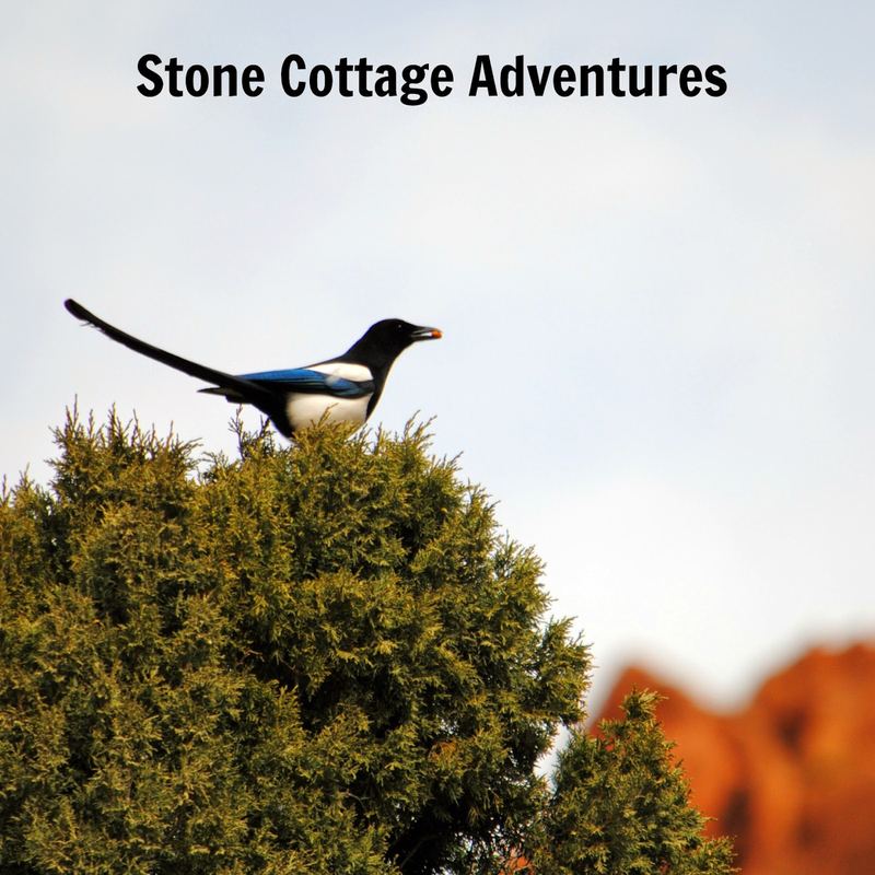 Garden Guest:  American Magpie or Black Billed Magpie – photo 1