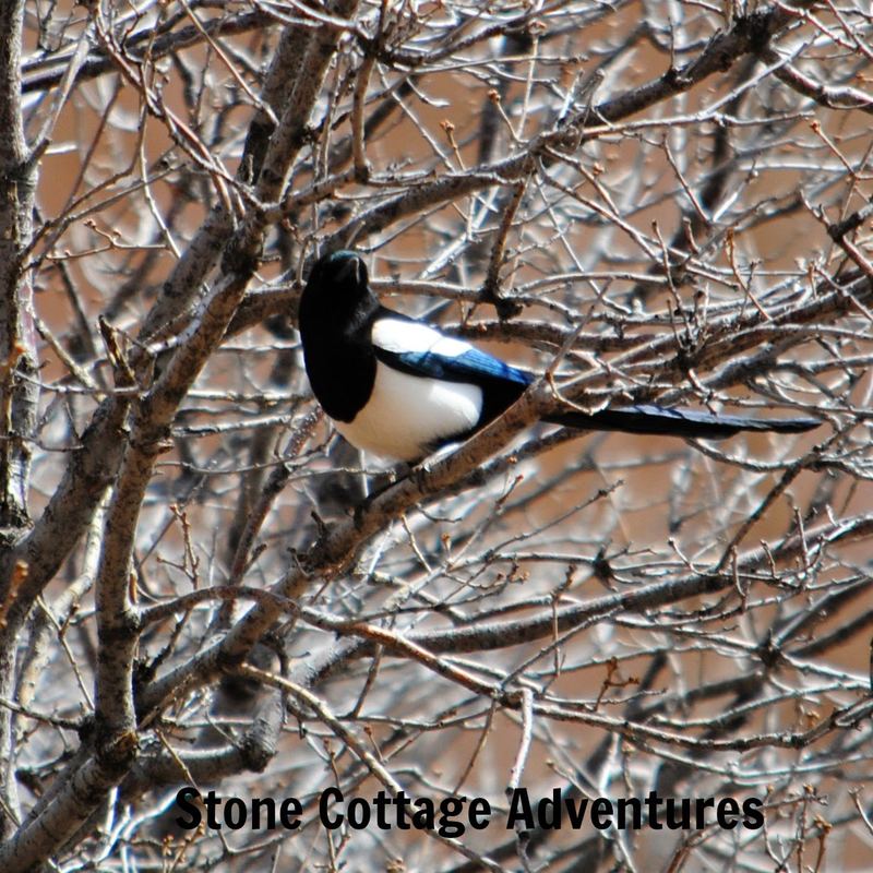 Garden Guest:  American Magpie or Black Billed Magpie – photo 2