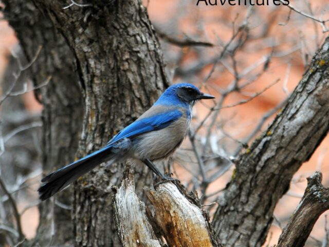 Garden Guest: Mexican Jay