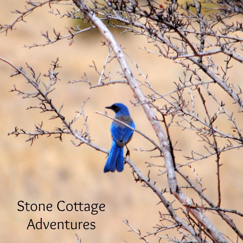 Garden Guest:  Mexican Jay – photo 2