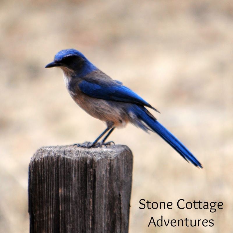 Garden Guest:  Mexican Jay – photo 3
