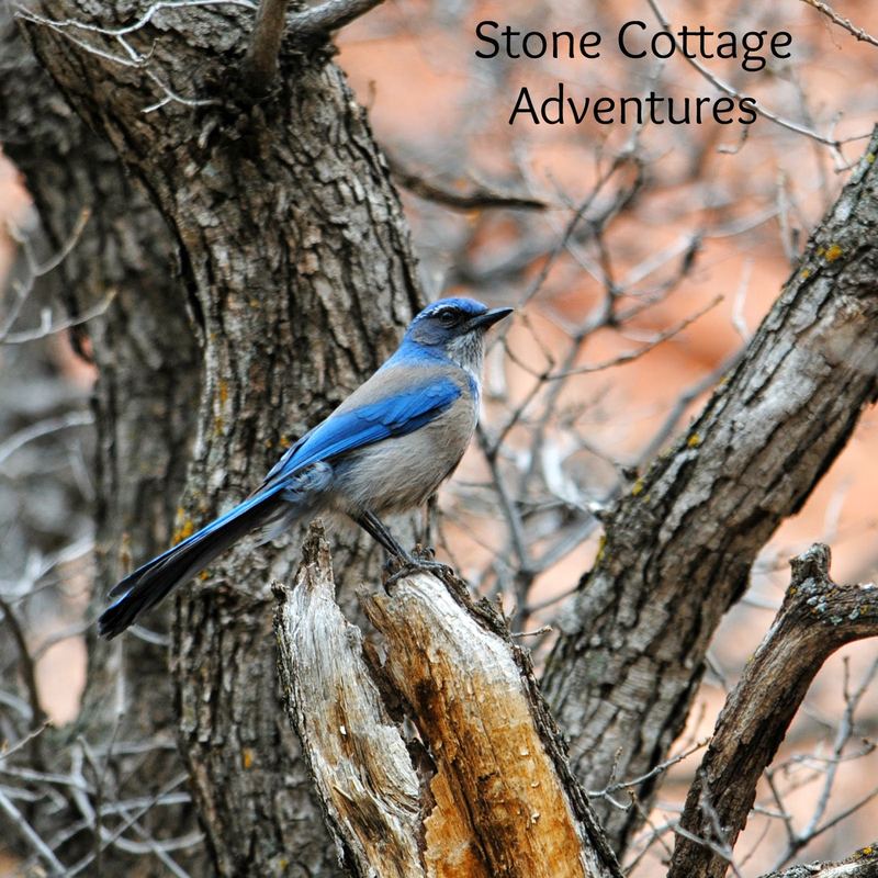 Garden Guest:  Mexican Jay – photo 4