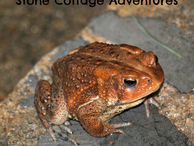 Garden Guest: Toad or Handsome Prince?