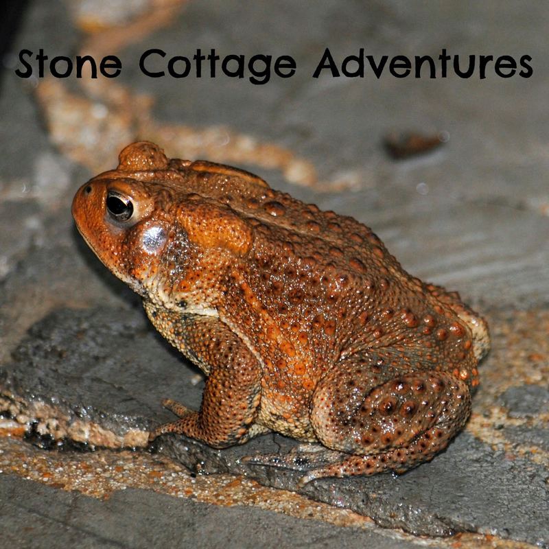 Garden Guest:  Toad or Handsome Prince? – photo 2