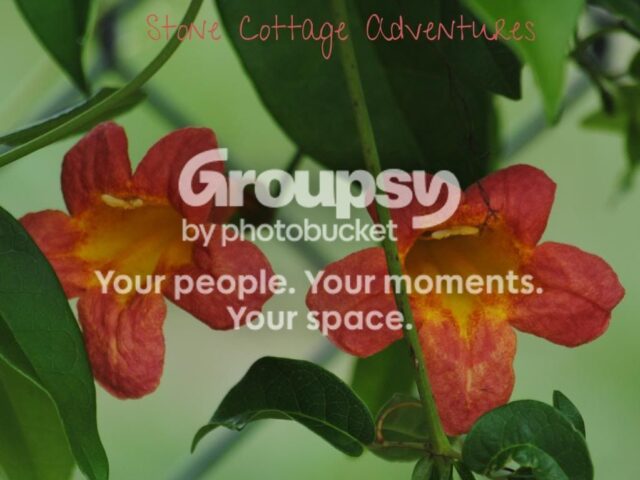 Native Cross Vine