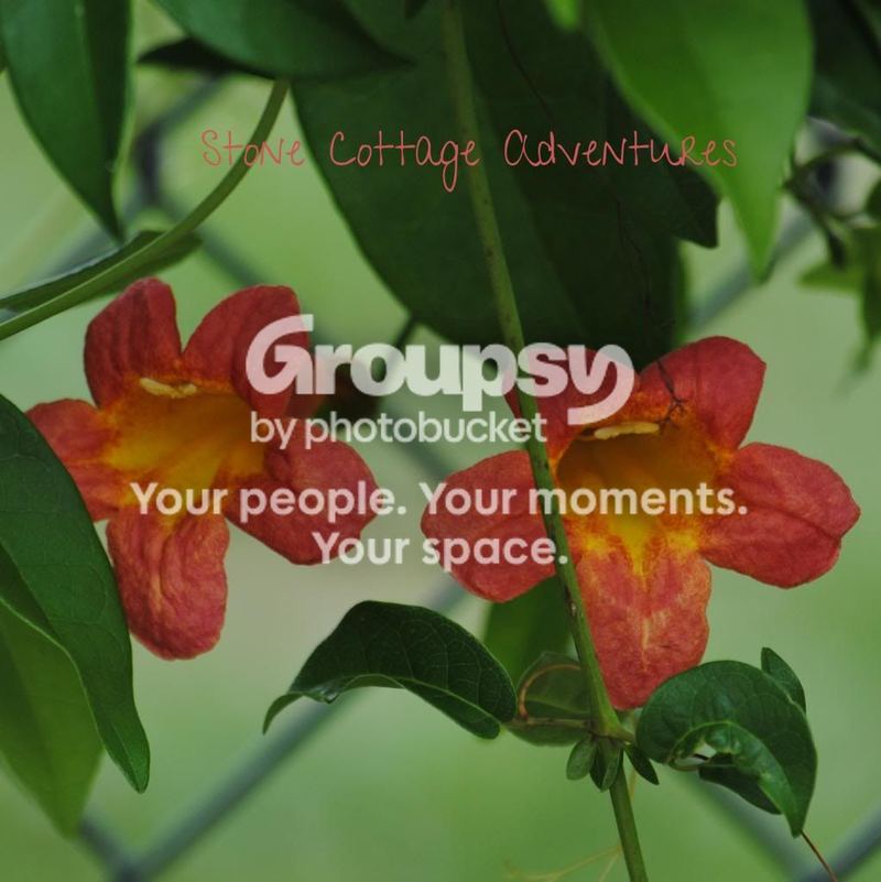 Native Cross Vine – photo 1