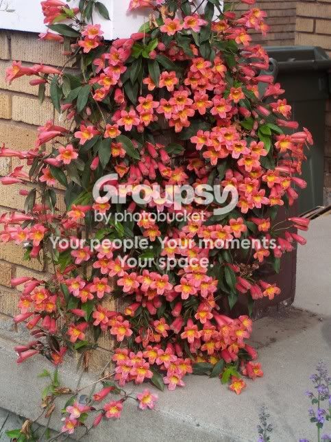 crossvine photo: crossvine in its glory 000_0005.jpg