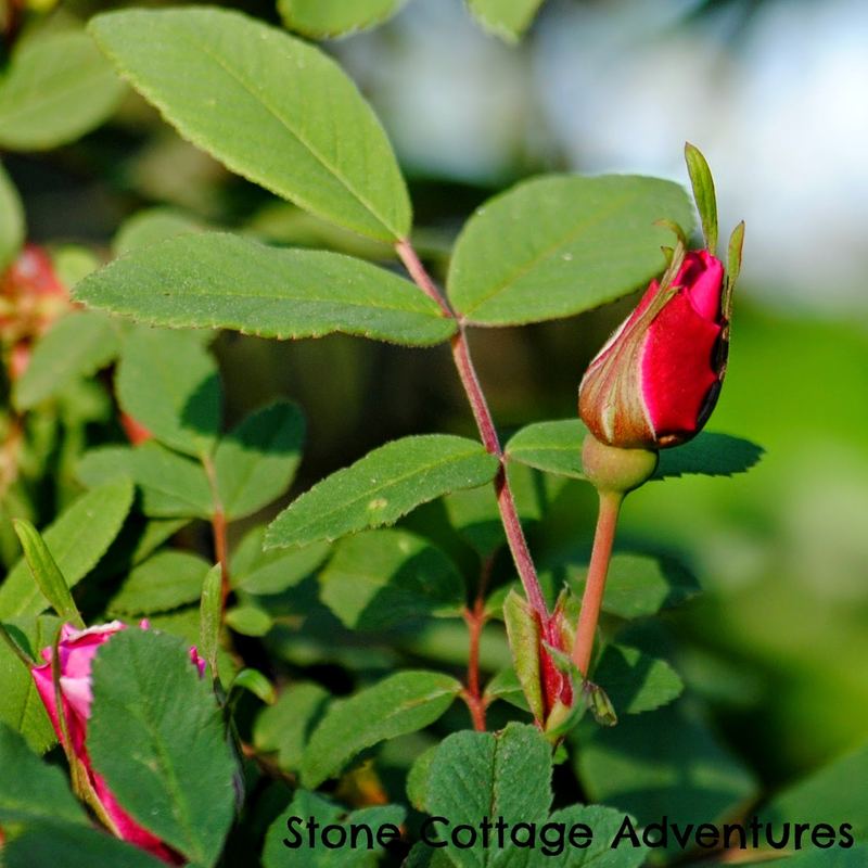 Take Time for the Little Things – photo 1