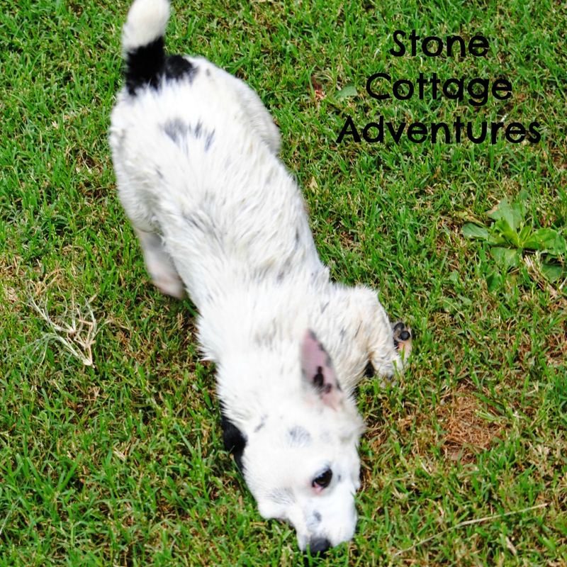 Wordless Wednesday:  Bathtime with Ivan and Abigail – photo 4