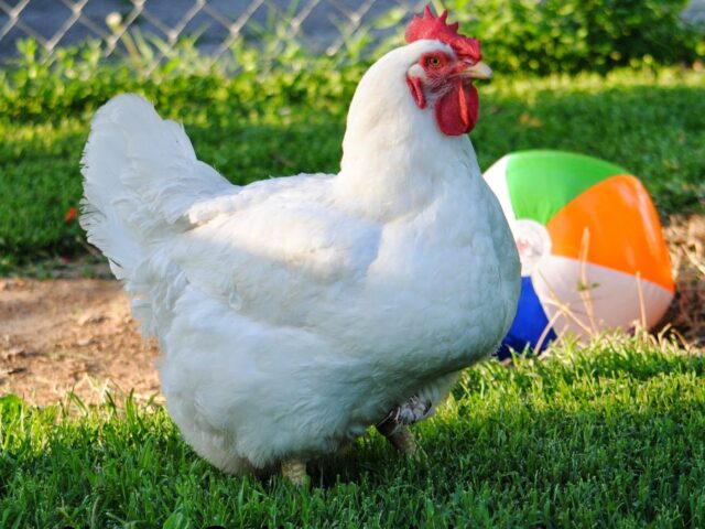 Wordless Wednesday: Chicks of Summer