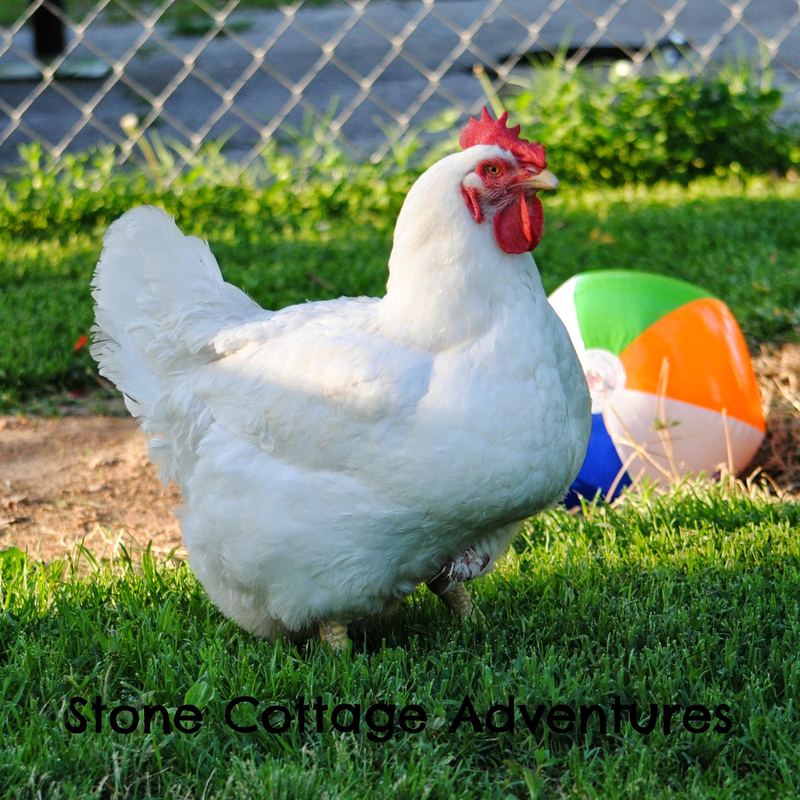 Wordless Wednesday:  Chicks of Summer – photo 1
