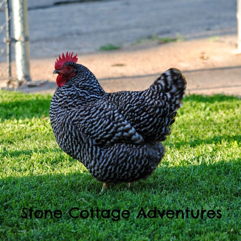 Wordless Wednesday:  Chicks of Summer – photo 2
