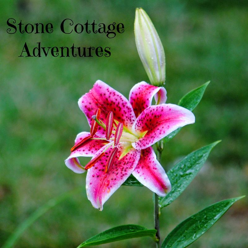 A Rainy Day in the Garden – photo 1