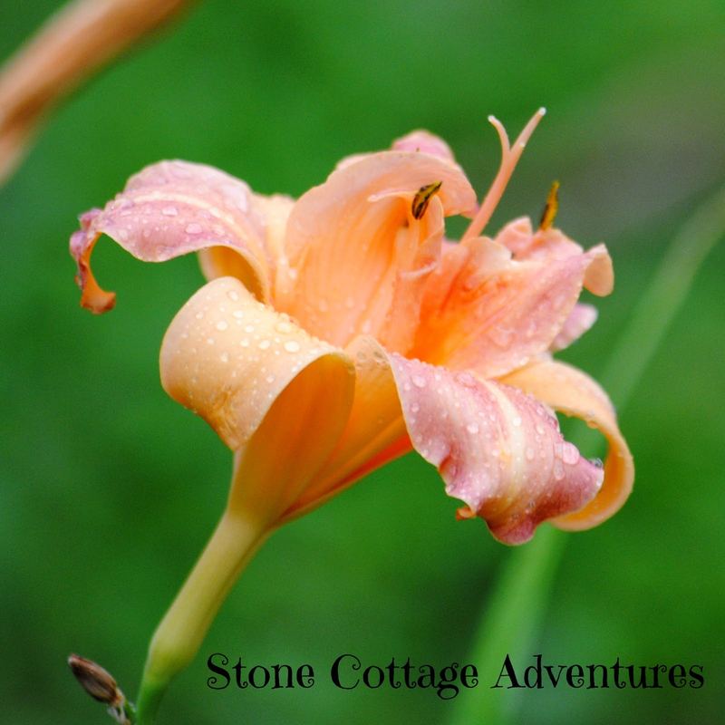 A Rainy Day in the Garden – photo 2