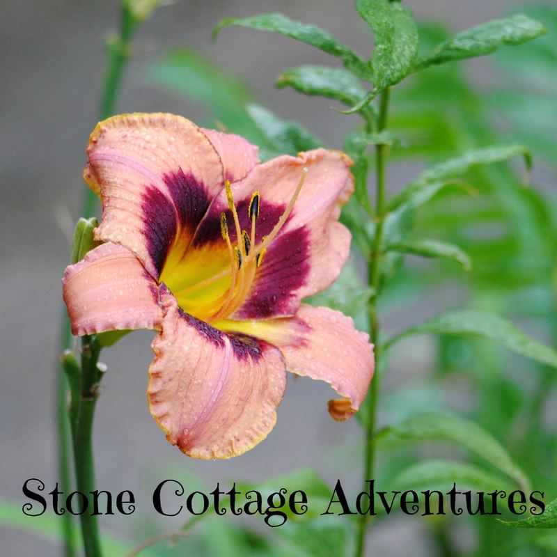 A Rainy Day in the Garden – photo 3