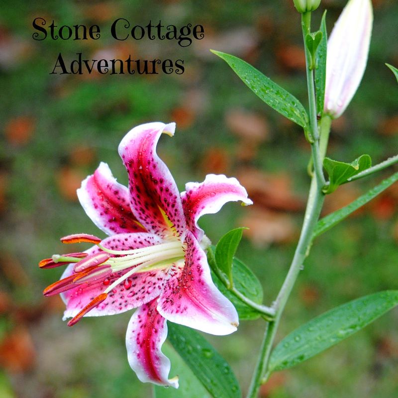 A Rainy Day in the Garden – photo 5