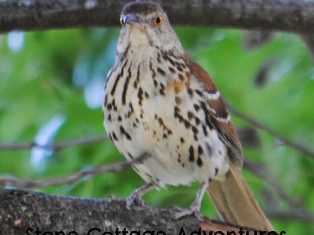 Garden Guest: Brown Thrasher