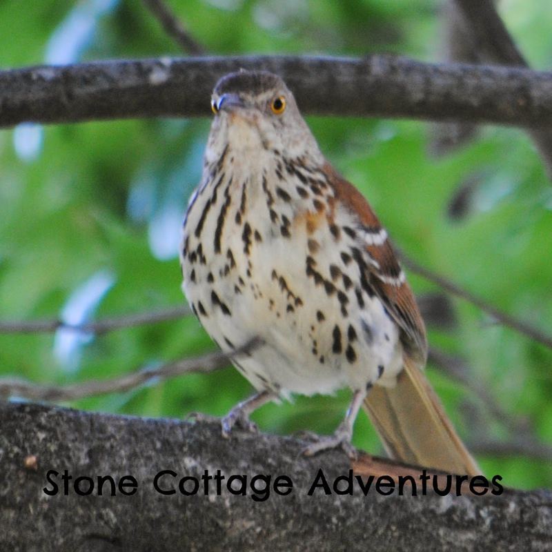 Garden Guest: Brown Thrasher – photo 1