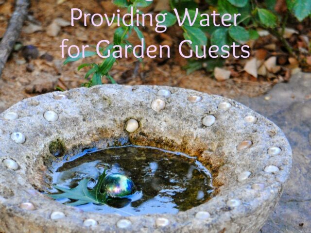 Guest Post!