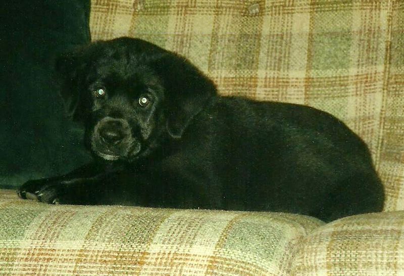 Saying Goodbye to Handsome Jac – photo 1