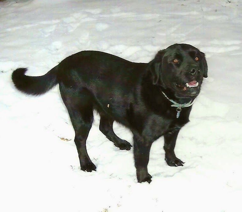 Saying Goodbye to Handsome Jac – photo 6