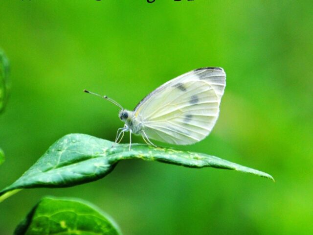Garden Guest: Checkered White Butterfly