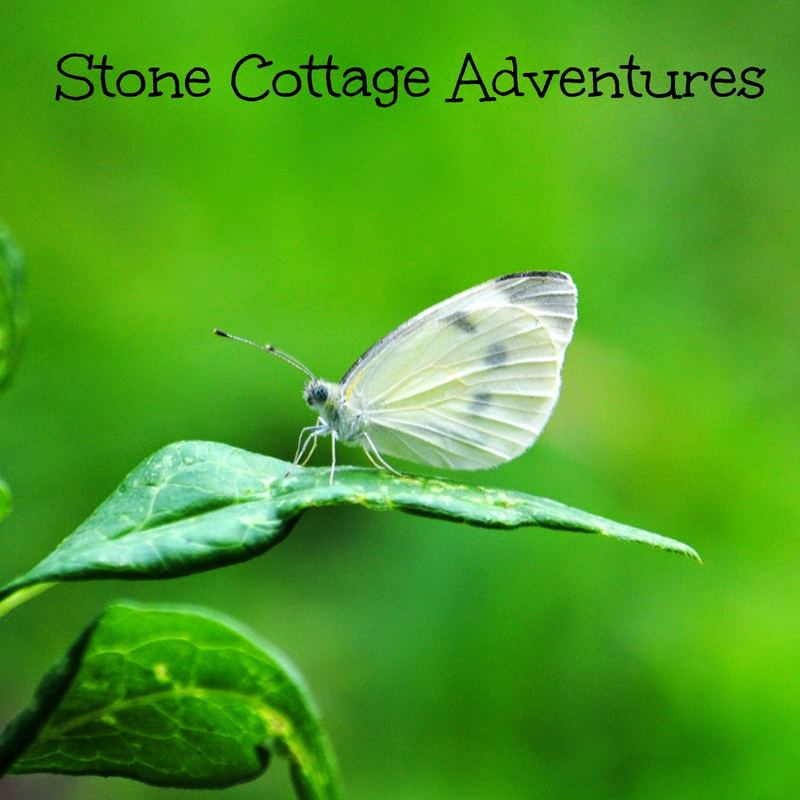 Garden Guest:  Checkered White Butterfly – photo 1