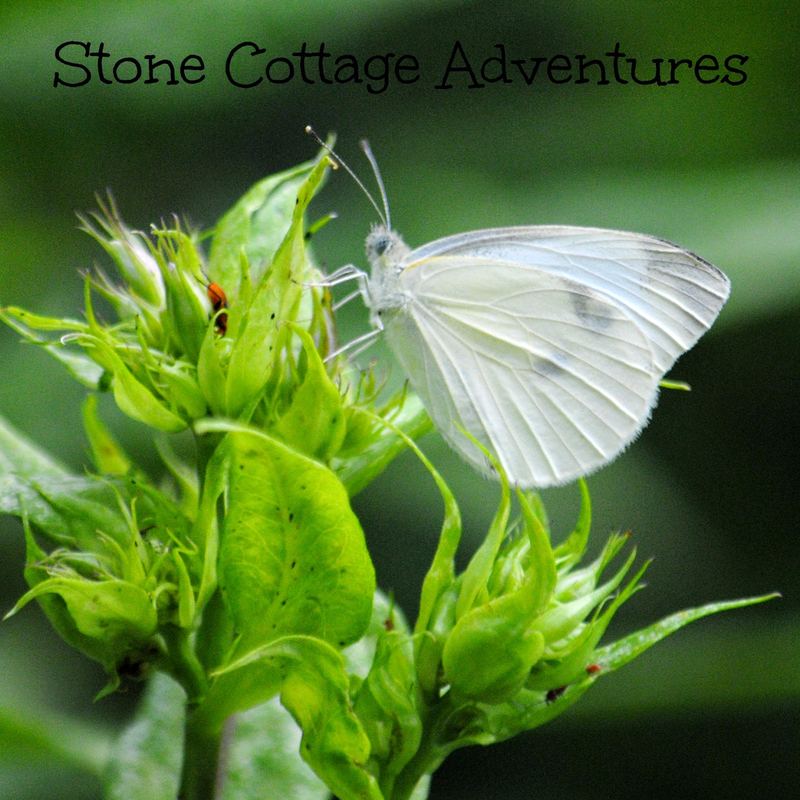 Garden Guest:  Checkered White Butterfly – photo 2