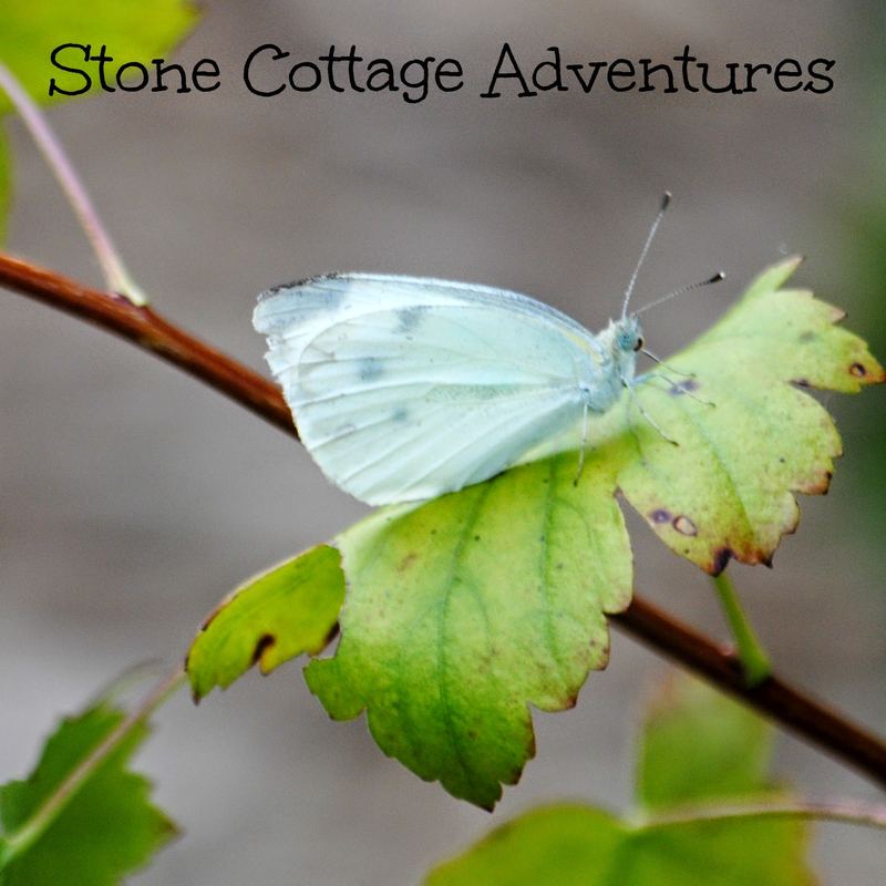 Garden Guest:  Checkered White Butterfly – photo 3