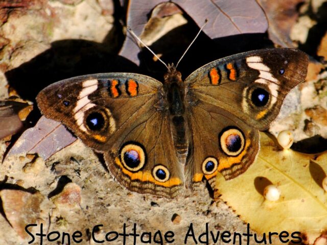 Garden Guest: Common Buckeye