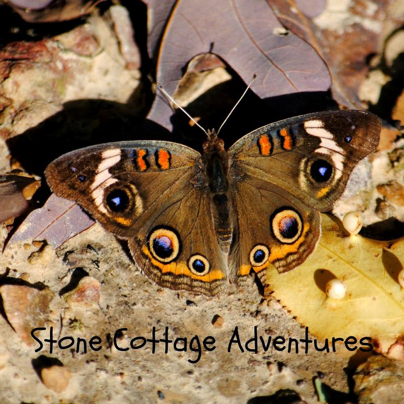 Garden Guest:  Common Buckeye – photo 1