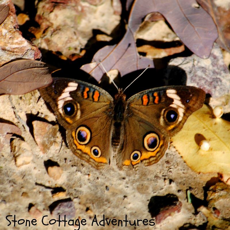 Garden Guest:  Common Buckeye – photo 2