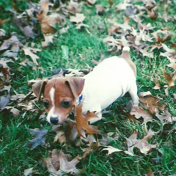 Saying Goodbye to Missi – photo 1