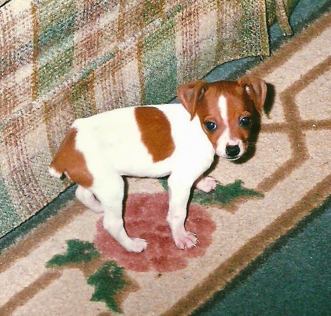 Saying Goodbye to Missi – photo 2
