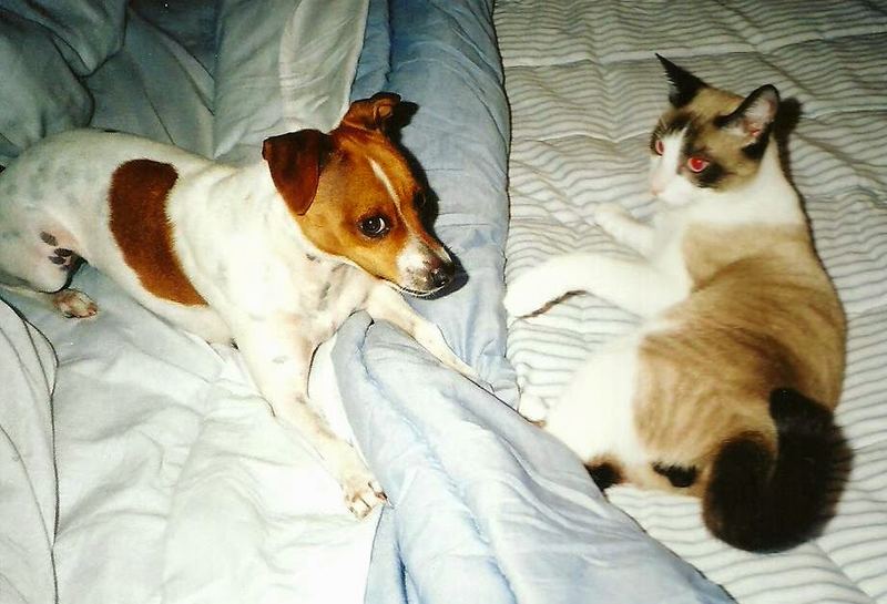 Saying Goodbye to Missi – photo 5