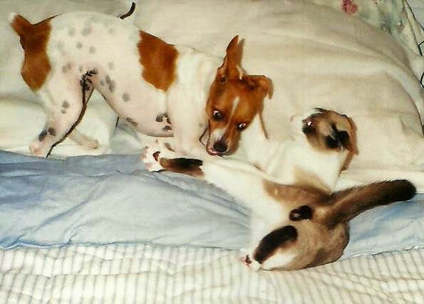 Saying Goodbye to Missi – photo 6