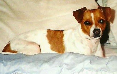 Saying Goodbye to Missi – photo 9