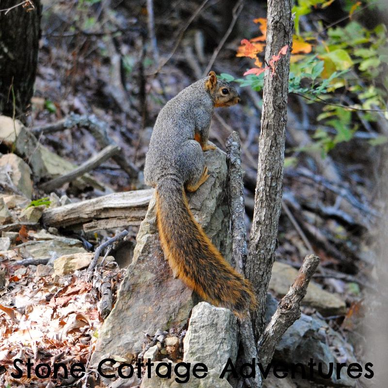 Wordless Wednesday:  Fox Squirrel – photo 1