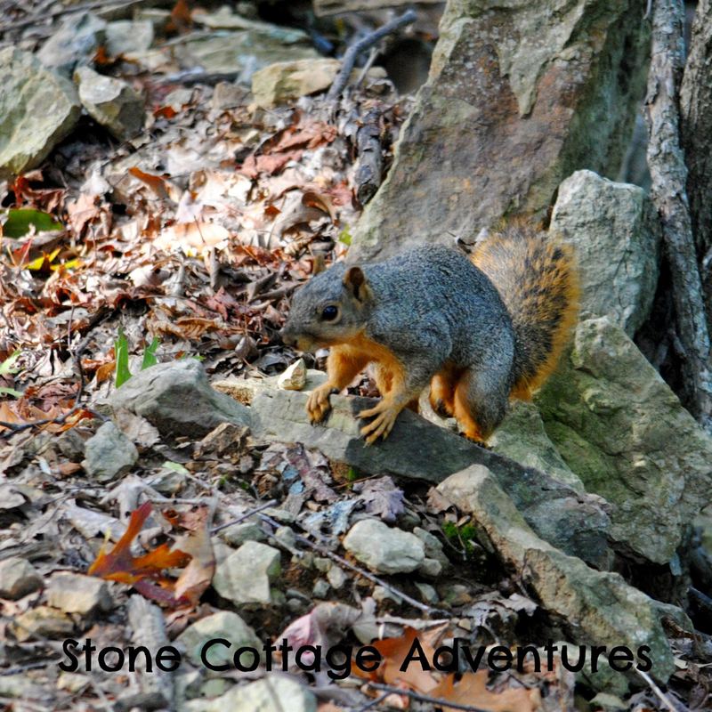 Wordless Wednesday:  Fox Squirrel – photo 2