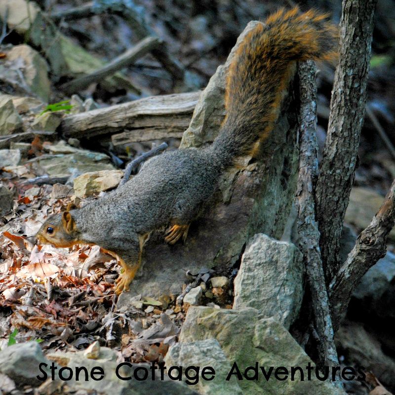 Wordless Wednesday:  Fox Squirrel – photo 3