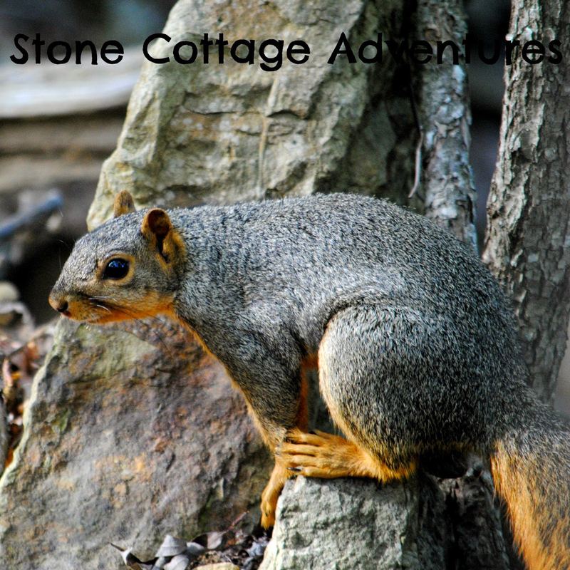 Wordless Wednesday:  Fox Squirrel – photo 4