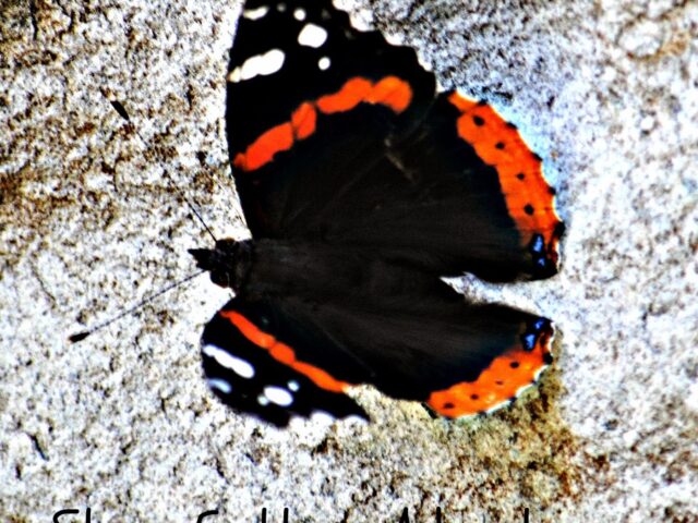 Garden Guest: Lady Admiral