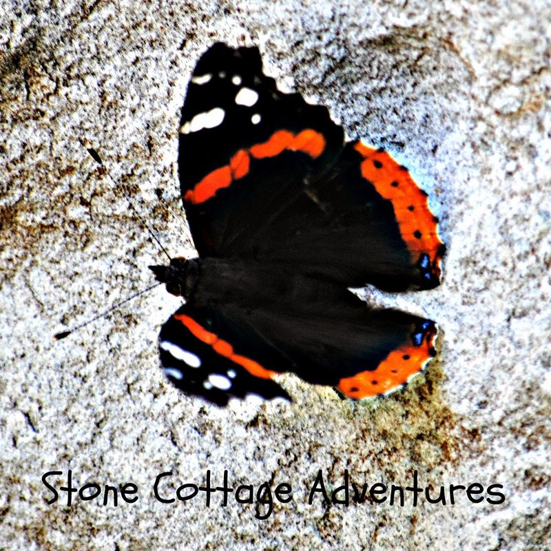 Garden Guest:  Lady Admiral – photo 1